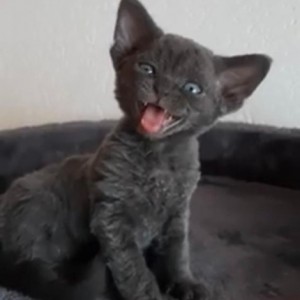 Dostupni Devon Rex plavooki mačići