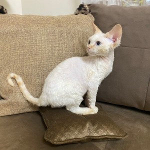 Dostupni Devon Rex plavooki mačići