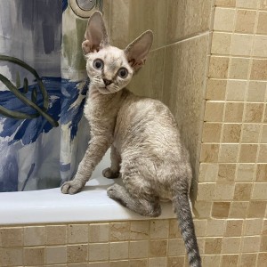 Dostupni Devon Rex plavooki mačići