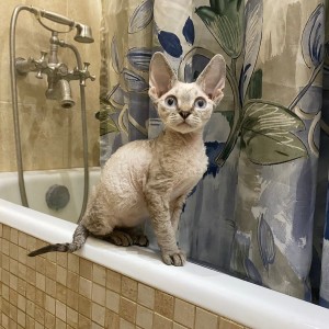 Dostupni Devon Rex plavooki mačići