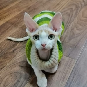 Dostupni Devon Rex plavooki mačići