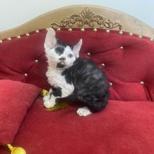 Dostupni Devon Rex plavooki mačići
