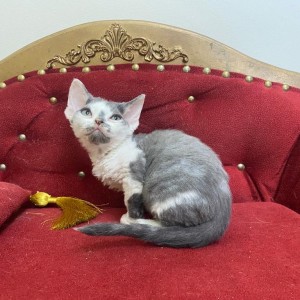 Dostupni Devon Rex plavooki mačići