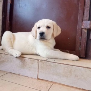 Zlatni retriver i Labrador retriver stenci