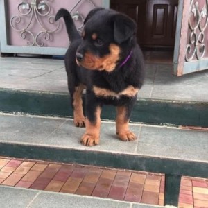 Rotvajler i Doberman stenci