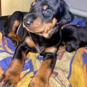 Rotvajler i Doberman stenci