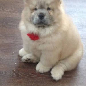Chow Chow i Vajmarski pticar stenci