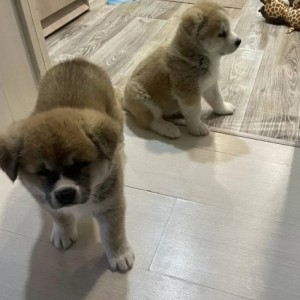 Akita inu japanska i Americka stenci