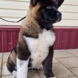 Akita inu japanska i Americka stenci