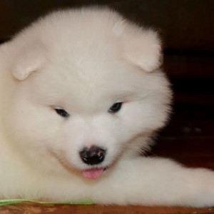 Samojed i Sibirski haski stenci