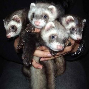Africki tvor,Ferret
