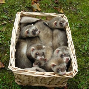 Africki tvor,Ferret