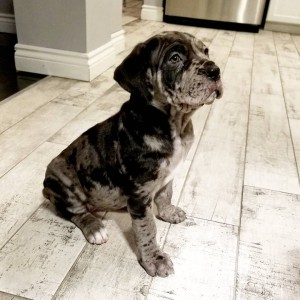 preostala su dva zapanjujuća šteneta cane corso