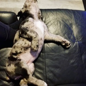 preostala su dva zapanjujuća šteneta cane corso