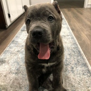 preostala su dva zapanjujuća šteneta cane corso
