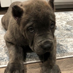 preostala su dva zapanjujuća šteneta cane corso