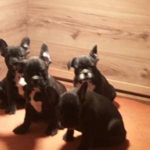 Francuski buldog stenci