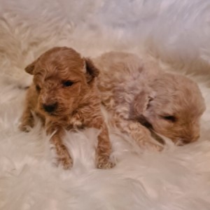 Maltipoo štenci