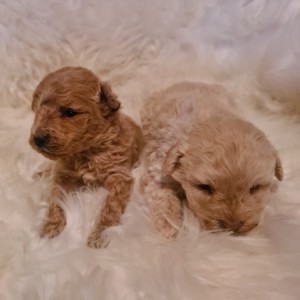 Maltipoo štenci
