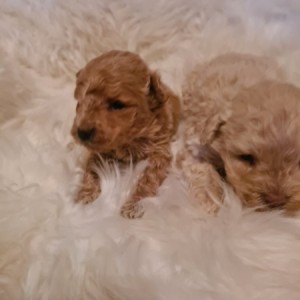 Maltipoo štenci