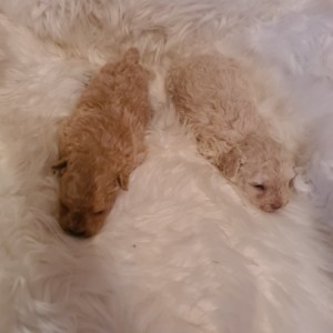Maltipoo štenci