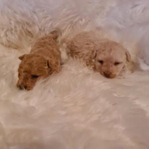 Maltipoo štenci