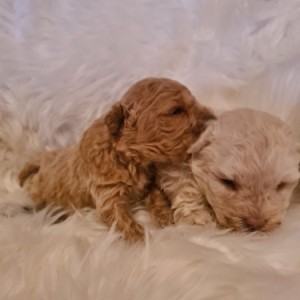 Maltipoo štenci