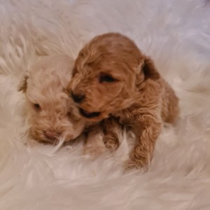 Maltipoo štenci