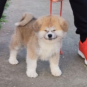 Japanska Akita inu