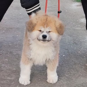 Japanska Akita inu