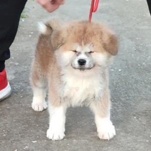 Japanska Akita inu
