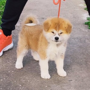 Japanska Akita inu