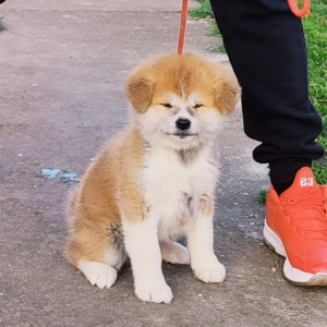 Japanska Akita inu