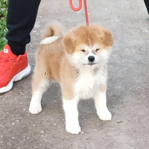 Japanska Akita inu