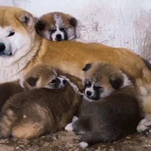 Japanska Akita inu