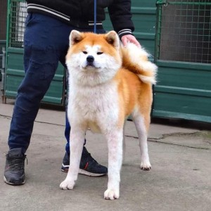 Japanska Akita inu