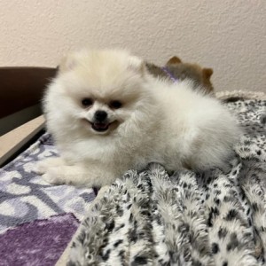 Pomeranac MINI štene