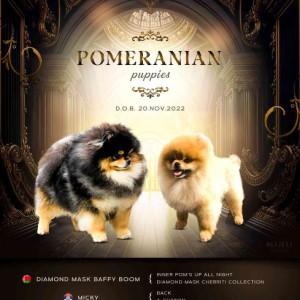 Pomeranac MINI štene