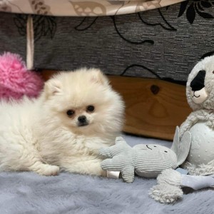 Pomeranac MINI štene