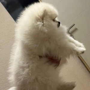 Pomeranac MINI štene