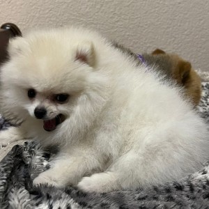 Pomeranac MINI štene