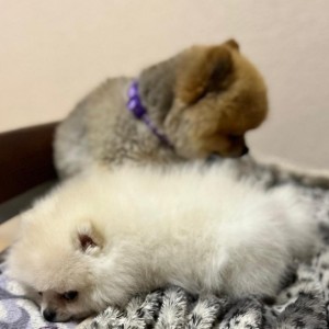 Pomeranac MINI štene