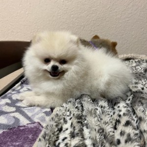 Pomeranac MINI štene