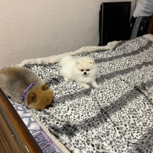 Pomeranac MINI štene