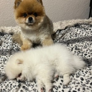 Pomeranac MINI štene