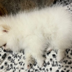Pomeranac MINI štene
