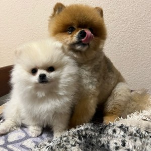 Pomeranac MINI štene