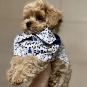 Civava i Maltipoo stenci