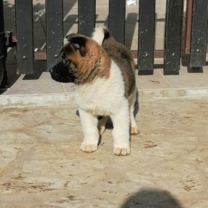 Američka Akita štenci