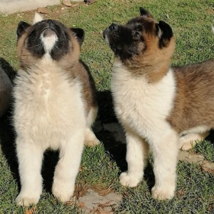 Američka Akita štenci